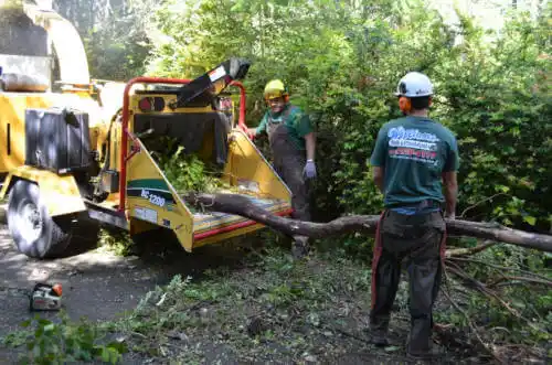 tree services Berkeley Lake